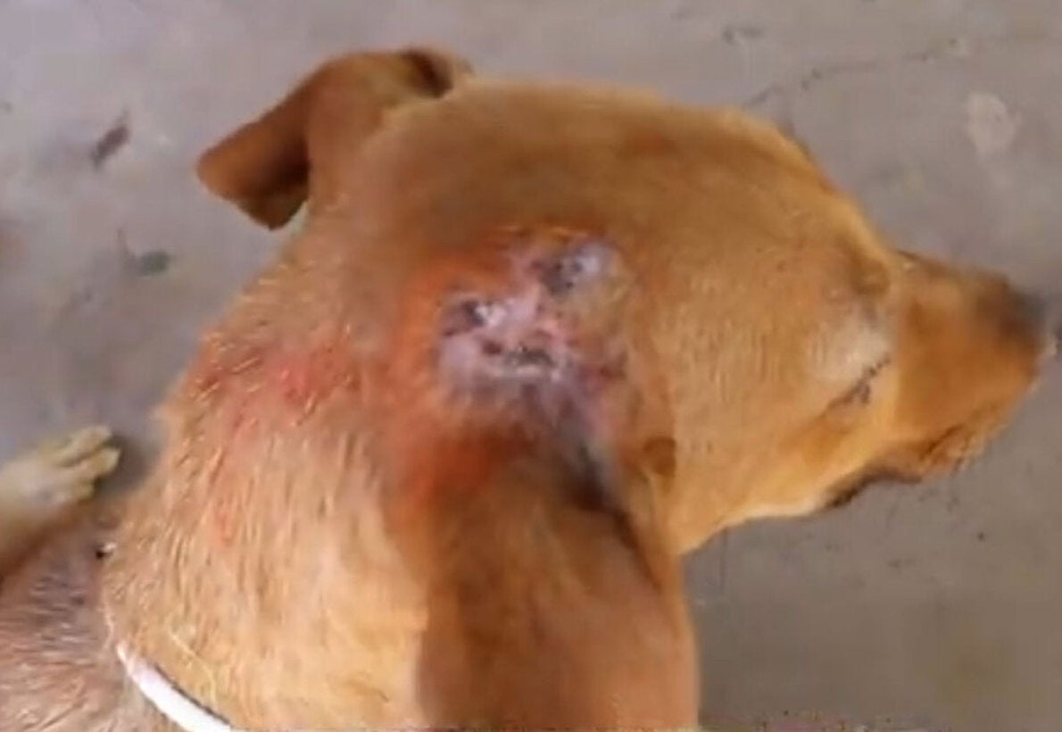 Dog being treated