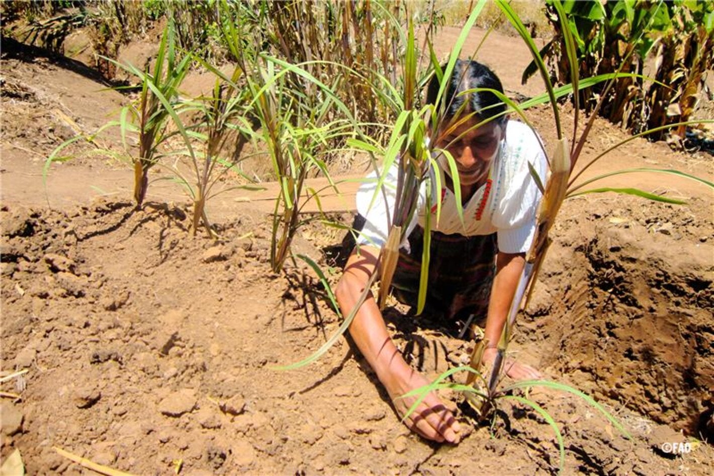 Mulher plantando